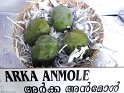 Arka Anmole